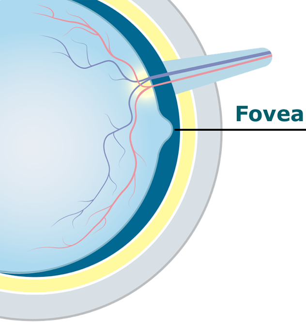 Eye diagram showing the fovea