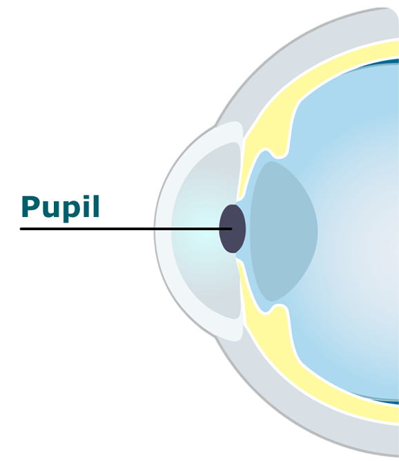 Eye diagram showing the pupil