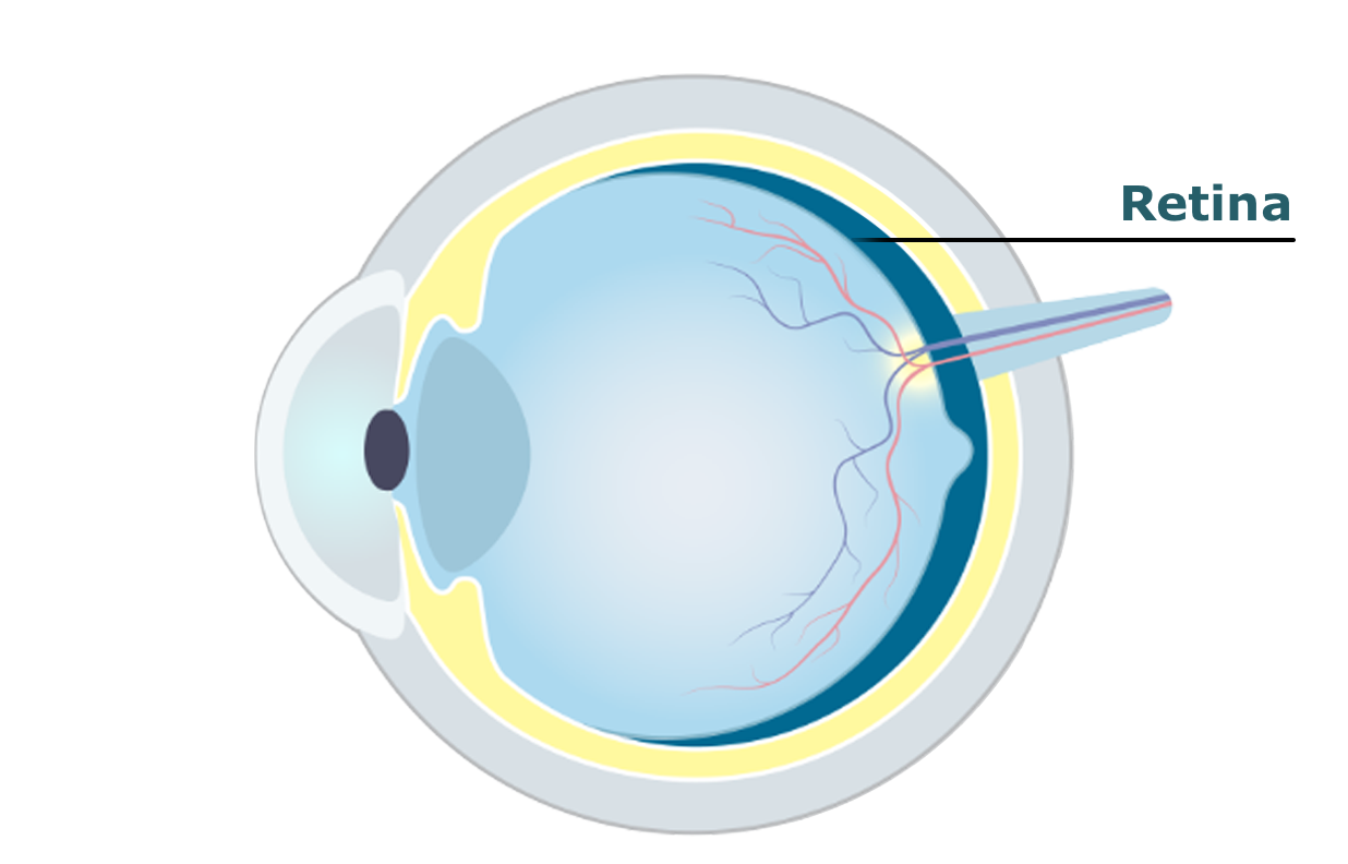 Eye diagram showing the retina